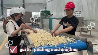 Garlic Peeling Processing Machine Line #garlic #peeler
