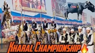 Kharal Championship🔥| Alhamdulliah Win 🏆 🐃 | Best Vlog of My Life❤️‍🔥🙌 | Tawadiya Duawa kam agaiya🫶🏻