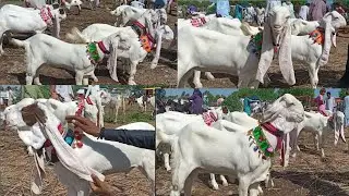 Gulabi goat babies / Gulabi kids price