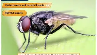 Some Useful Insects | Environmental Studies Class 3