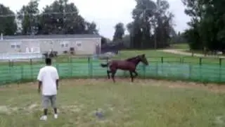 Foot Singlefooting stallion