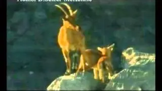 Bezoarziege Wildziege Ziege Tiere Animals Natur SelMcKenzie Selzer-McKenzie