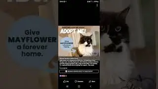 give these amazing animals a forever home today at Colorado Greeley humana society weld county ❤❤❤❤