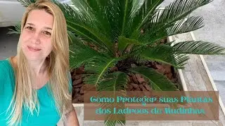 Como Proteger suas Plantas dos Ladrões de Mudinhas | Nossa Vida é sem Frescuras!