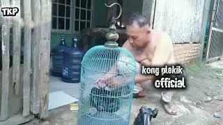 KONG PLEKIK MIARA TOKE #komedi #lucu #ngakak #fypviral @TOPENG KONG PLEKIK MOTORNYA