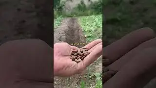 Des HARICOTS #haricot #haricots #permaculture #bio #jardin #potager #timelapse #satisfaisant