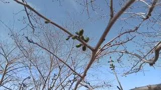 Ciruelas de campo para comer hervidas, en atole o en otro guiso.