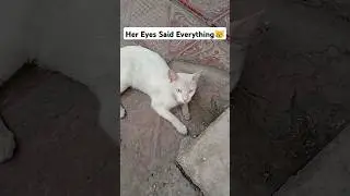 Sad Lonely Cat Sitting Alone🥹Her Eyes #emotionalcat #catshorts #straycat #lonelycat #catlove #catsad