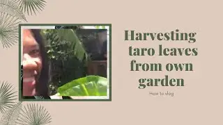 HOW TO HARVEST TARO LEAVES