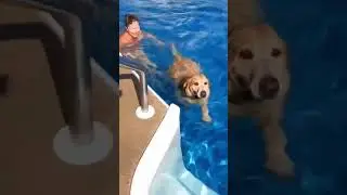 Golden Lab Rescue Self !#dog #dogrescue  #animals #tractor#shorts
