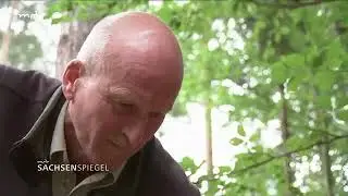 Sachsenspiegel 28.07.2025: Dresdner Heide leidet trotz Regen weiter unter Trockenheit