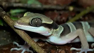 Southern Titiwangsa Bent-toed Gecko: Frasers Hill: Malaysia Nature