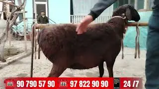 NAHT BO'G'OZ YIRIK YAQIN  BO'G'OZ SOVLIQLAR😱😱 