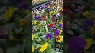 Pansy flowers pansy plants winter season flowering #viralshorts #ytshorts #ytshortsindia #flower