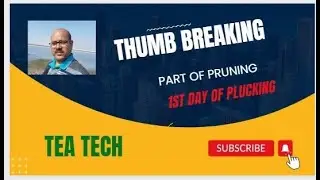 চা উদ্যেগে THUMB BREAKING#tea #beverage #assam #pruning #bengali