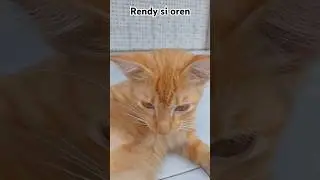 Rendy kucing orange sipaling ...#cat #kucing #kite #kucinglucu