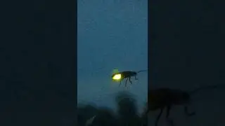 firefly bug lighting up #fireflies #beetles #summer2023
