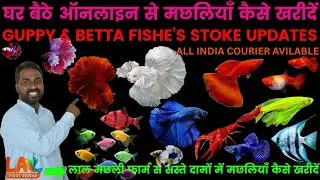 BETTA & GUPPY FISH DISPLAY TANK SETUP/HOW TO PURCHASE FISHES FROM ONLINE/ALL FISHE'S STOKE UPDATES