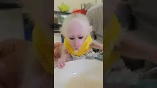 WoW Awesome tiny Jack take spoon eating porridge himself #monkey #animal #monkeybaby #anime