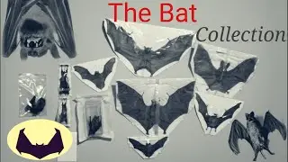 My Real Bat Collection #bats #taxidermy
