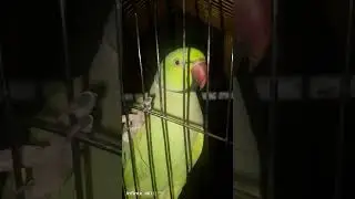 Talking parrot🦜 #parrot #talkingparrot #birds #mytalkingparrot #kids #kiwi #mithu7