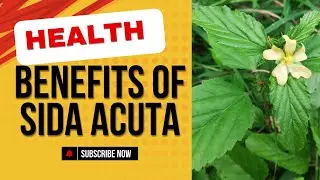 Health Benefits of Sida Acuta