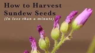 How to Harvest Sundew (Drosera) Seeds