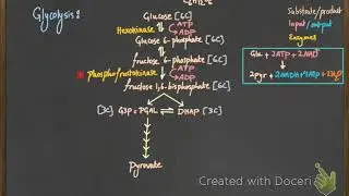 Glycolysis (DAT Biology)
