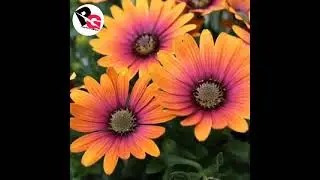 How to grow Dimaorphotheca/African Daisy from seeds/How to grow & care white Daisy/poonam'sgarden