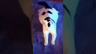 Azriel in Zen Mode 🤍🐾 | Pure Cat Meditation