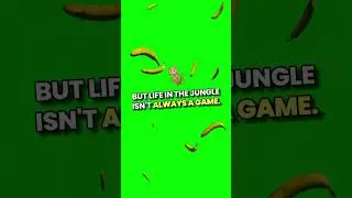 Life of a Monkey The Jungle's Little Hero#MonkeyStory #AnimalLife #elephant #wildliferescue #short