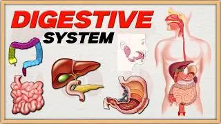 Digestive System Explained || Gastrointestinal Tract