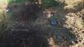 Teetar ka shikar - Teetar Hunting video | Desi Teetar Ki awaaz