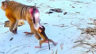 Smart Baby monkey tries to following his monkey mummy