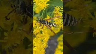 Wasp Macro Shot | Flower Exploration 💛🌼 #wildlife #usa #2025