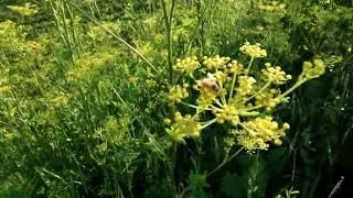 Dune Kankel Demo Track Sample with bees and dill flowers