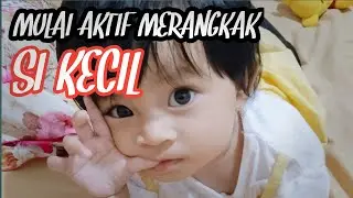 Sikecil Sudah Mulai Aktif Merangkak