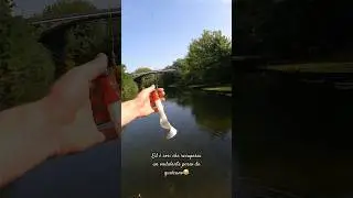 🎣#fishing #pesca #lure #fishinglure #esca #spinningfishing #spinning #siluro #pescesiluro #shorts