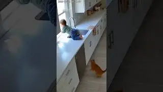 3 Incredible Cat Rescues on CCTV &mdash; Wait Till You See What Happens the 3rd Time! 🐱 #CatRescue #cat