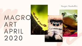 MACRO ART IN APRIL 2020 - INDONESIA MACRO PHOTOGRAPHY