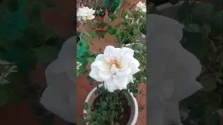 white rose in pot | white rose in terrace garden | terrace garden.