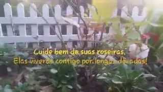 A melhor época para podar suas roseiras.