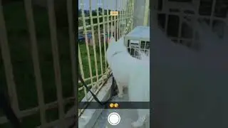 Dogs lover dogs action song #viralnews #trendingshorts #dogs #poplatino #lovelybaby #dogs #boss