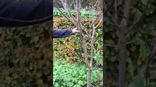 Snoeien van een opaal pruimenboom