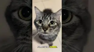 My Mom Wanted to Be an Archaeologist&hellip; So I Checked the Evidence #cat #catvideos #shorts #funny