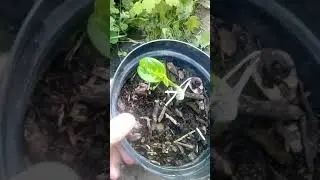 Passiflora&nbsp;Quadrangularis или Гранадилла&nbsp;Гигантская