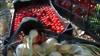 Agapanto