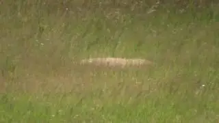Gopher vs 338