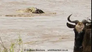 Crocodiles kill Wildebeest in the Mara River