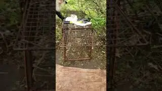 dog trapping The tru catch live trap fix for bounce Added bungies and spring check video number 2